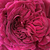 Violet - Trandafir perpetual hibrid - Empereur du Maroc